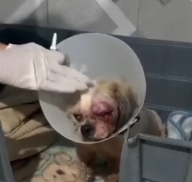 Dudu recebendo cuidados veterinários com colar de recuperação